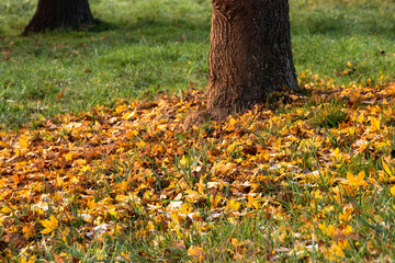 Laub unter einem Baum auf einer Wiese