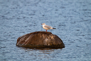 Lachmöwe steht auf einen Stein