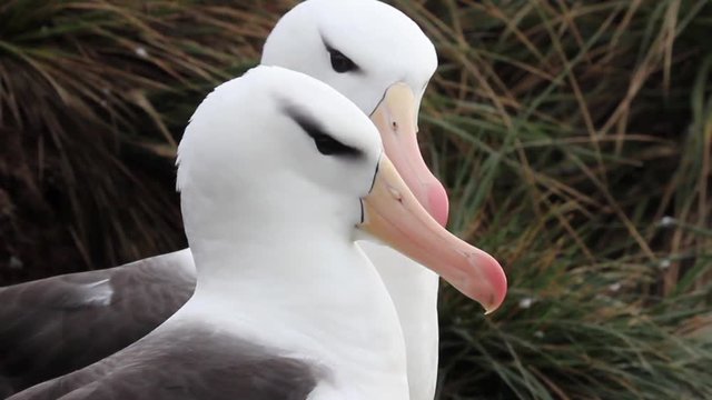 Black browed Albatross