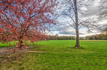 Central Park, New York City in spring