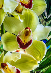 Phalaenopsis orchid