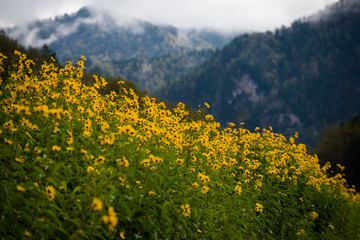 Alpine flowers