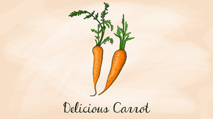 Vector Illustration of Carrot Vegetable Sketch Style
