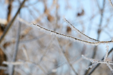 Branches of trees covered with hoarfrost in the forest close up