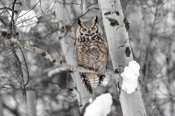 great horned owl on tree