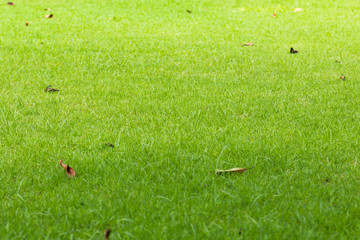 Lawn grass greensward courtyard and Leaves