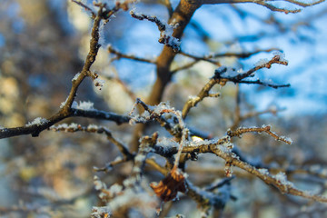 branch of a tree in winter