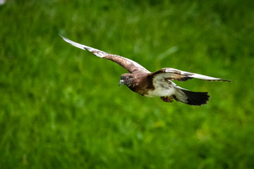 bird in flight