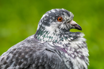 Portrait of a pigeon having colorful feather expression with orange-yellow iris
