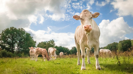 Brown cow on green grass looking into the camera under a blue sky with white clouds and with some cows grazing in the background