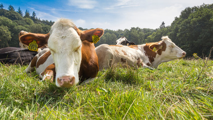 Red and white spotted cows relaxing and sleeping in green grass under a blue sky in Berg en Dal,...