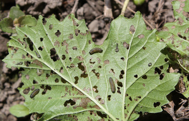Feeding damage of European cranberrybush (Viburnum opulus) leaves by larvae of viburnum leaf beetle or Pyrrhalta viburni