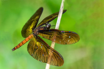 dragonfly on leaf