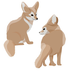 Collection of desert fox fennec. Wildlife of North Africa. Desert Sahara. Realistic Vector Animals