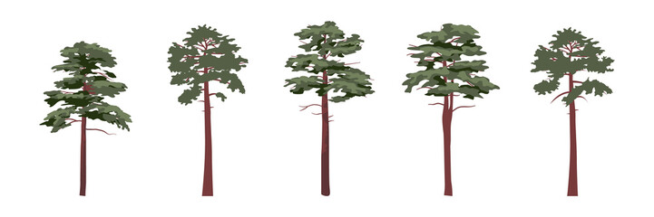 A collection of coniferous trees of pines. Realistic Vector Plants