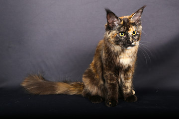 Maine Coon