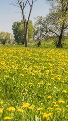 Obraz premium Smartphone HD wallpaper of big colorful flower field in spring