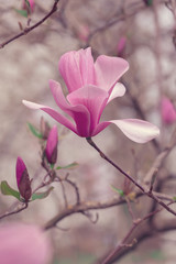 Naklejka premium Pink magnolia flower