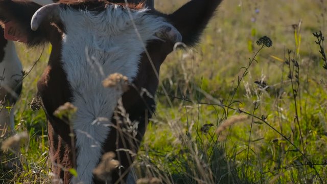 Hereford Cows eating grass. Free grazing. Cattle breeding. Livestock grazing.
