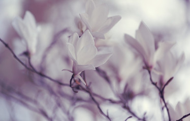 White magnolia flower