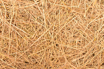 Texture of straw, Dry grass background