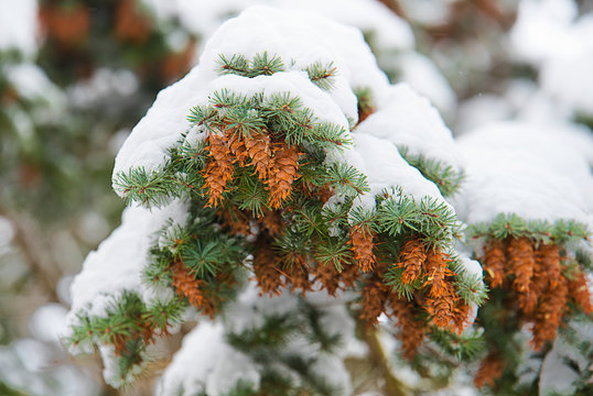 Fir Branch With Snow