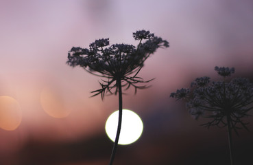 Queen Anne's Lace Flower
