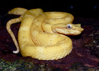 Yellow coloured Eyelash viper (Bothriechis schlegelii)-Greifschwanz-Lanzenotter