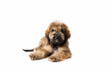 Golden Doodle Puppy on Isolated Background