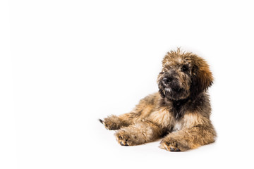 Golden Doodle Puppy on Isolated Background