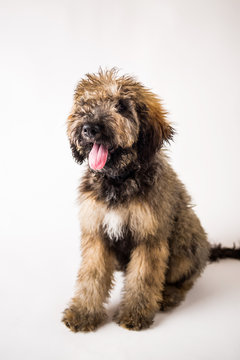 Golden Doodle Puppy on Isolated Background