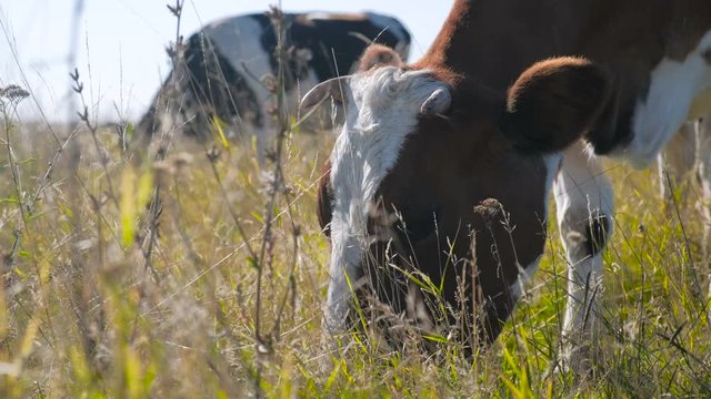 Hereford Cows eating grass. Free grazing. Cattle breeding. Livestock grazing.