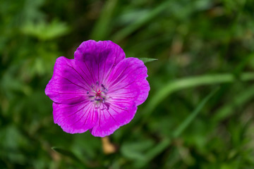 Fototapeta na wymiar Wild flower with a blurred background