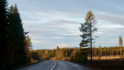 Fototapeta na wymiar Swedish lapland in autumn