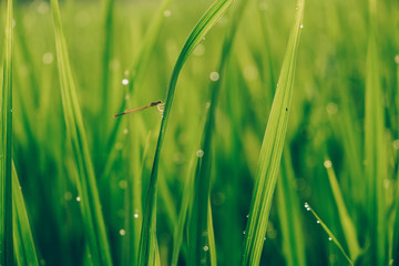 Close up on a beautiful dragonfly on green grass with bokeh of droplets. Rice field close up. 