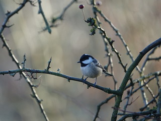 Coal tit (Periparus ater) perched on branch in woodland during winter