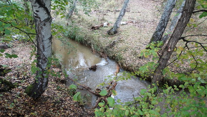 stream in forest