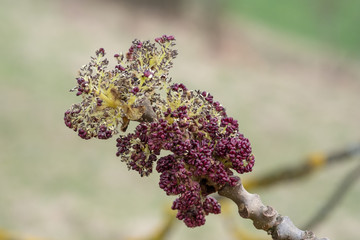 Fraxinus excelsior aufgehende Blüte