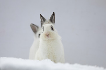 two white rabbits in winter