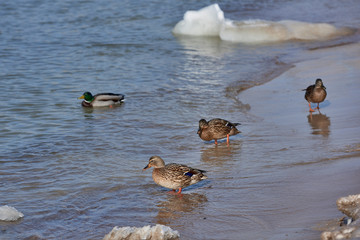 The Baltic Sea in the winter