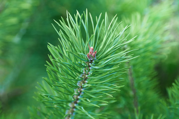 Naklejka na ściany i meble The branches of green pine close-up. Spruce needles. Background of Christmas tree branches.