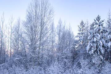 Snow-white winter landscape