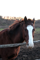 Obraz premium Horse head. Wild stallion photographed from very close. Sunset in the background.