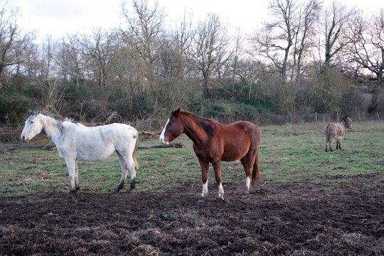 A brown stallion, with a white spot on the snout, and a white horse photographed together. Photograph taken at sunset.