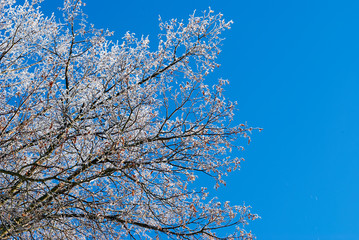 tree branches in the snow