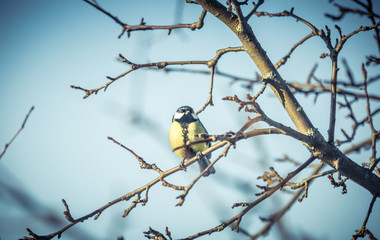 Fototapeta premium Great tit Parus Major on a tree in winter