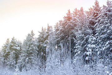Winter forest, side view
