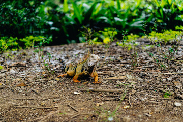 Iguana / big lizard in a park