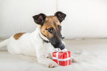 Cute little fox terrier puppy on white bed with a tiny gift. Young dog with beautiful eyes holds present at its paws in bedroom