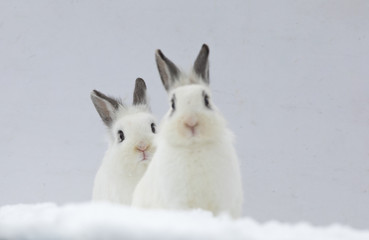 two white rabbits in the snow